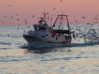 divieto pesca adriatico