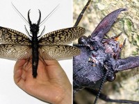 megaloptera insetto cina