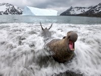 foca elefante telecamere